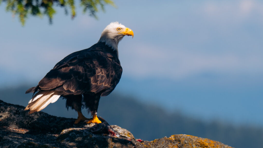 North island kayak bald eagle