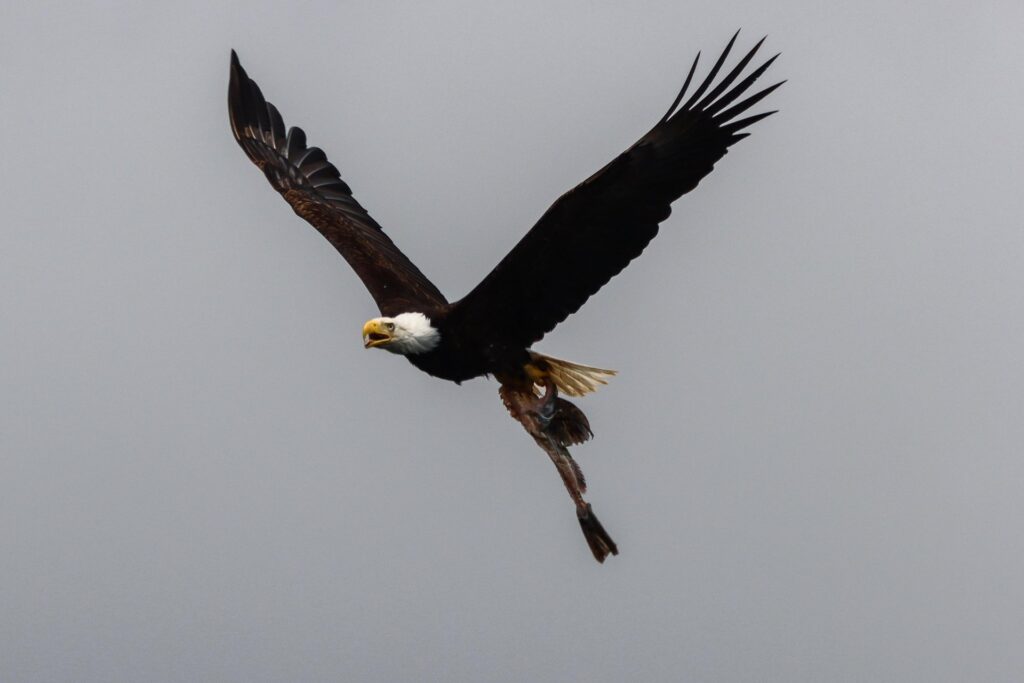 Bald Eagle in Telelegraph Cove