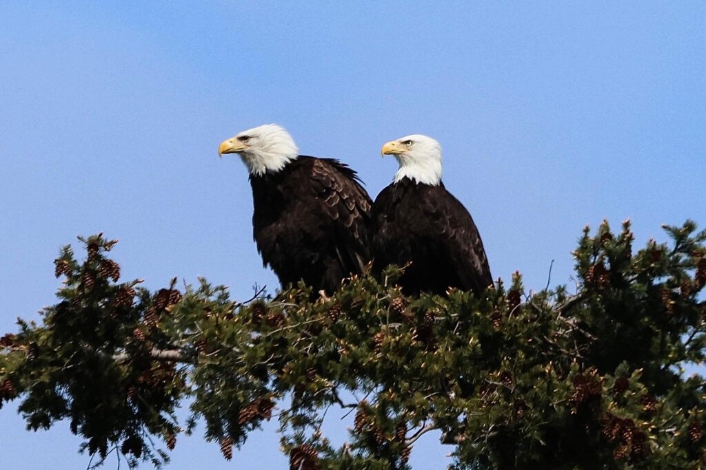 Bald Eagle in Telelegraph Cove