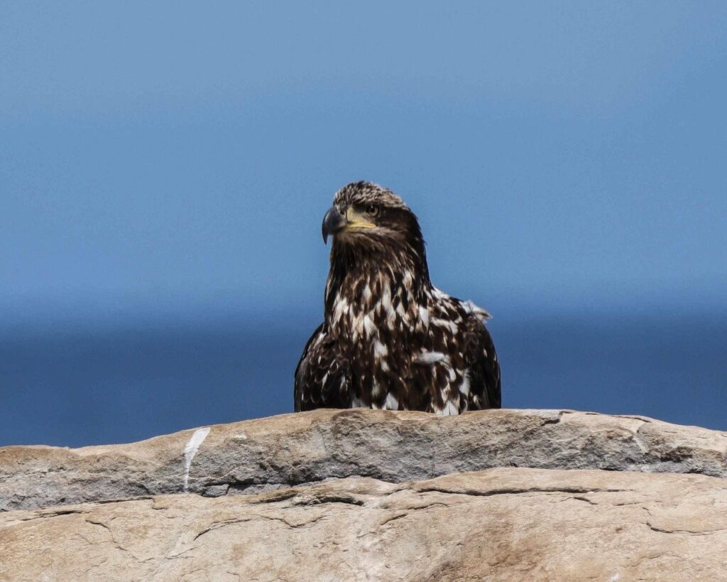 Bald Eagle in Telelegraph Cove