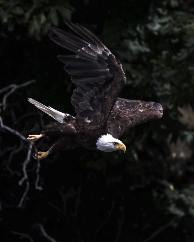 Bald Eagle in Telelegraph Cove