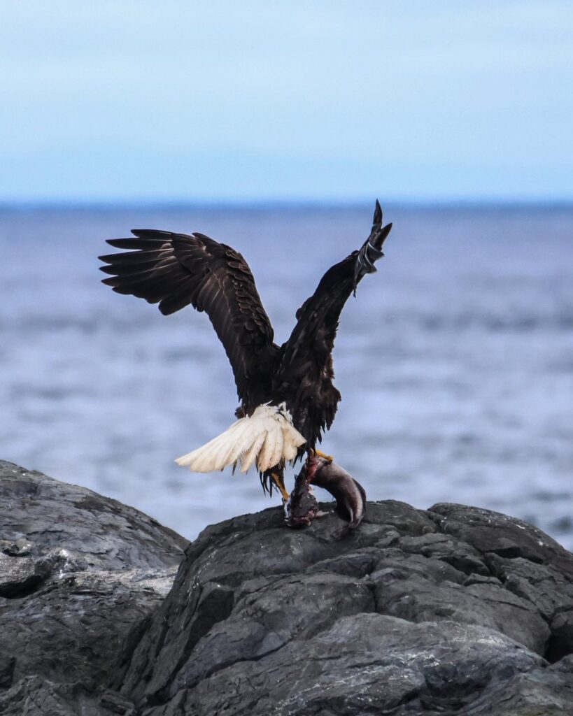 Bald Eagle in Telelegraph Cove