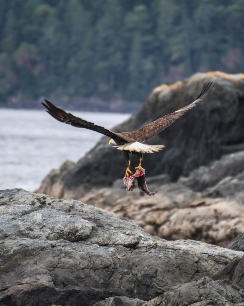 Bald Eagle in Telelegraph Cove
